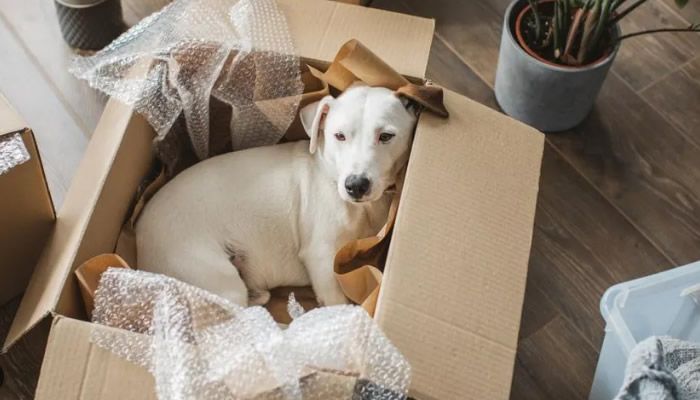 8 Tips for Moving with Pets